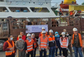 Penuhi stok qurban 450 ekor sapi BULS Sidrap mendarat di Jakarta