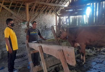 Serma Agus saat periksa kesehatan ternak warga binaannya