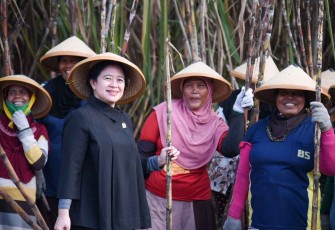 Ilustrasi saat Puan Maharani bersama petani tebu