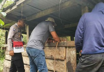 Pengecekan spot ternak babi warga di kampung timika asri