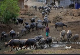 Ratusan kerbau menghiasi kampung bulakpepe Desa Banyubiru Kabupaten Ngawi