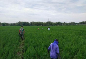 Serda Edi bantu menyiangi rumput tanaman padi warga binaan 