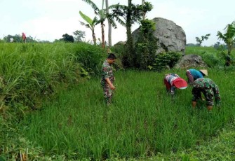 Penyiangan rumput di sawah warga binaan