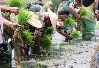 Danrem 172/PWY saat tanam padi di Kampung Helalua Distrik Assolokobal 