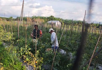 Panen tomat petani wilayah binaan