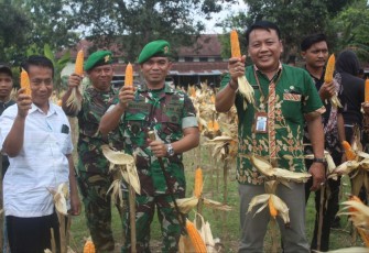 Panen Jagung Yonif 410/Alugoro