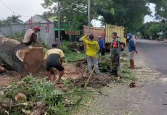 Tebang pohon di sepanjang jalan raya Poron