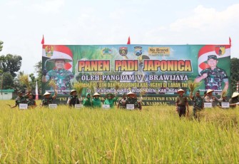 Panen raya padi Japonica di Kabupaten Ngawi