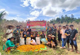 Panen raya jagung di perbatasan 