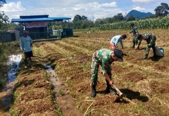 Pengolahan lahan Jagung di perbatasan 