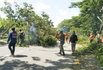 Tebang pohon tua di sisi jalan