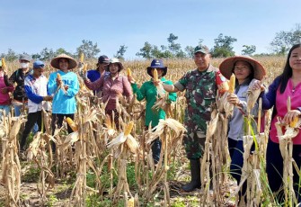 Babinsa Koramil Kurun saat Panen Jagung Hibrida Bersama Poktan Setempat 