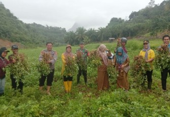 Pilar Desa Pagar Jati, Kecamatan Pagar Jati, Kabupaten Bengkulu Tengah siang hari kemarin Senin (14/11) saat kegiatan panen raya kacang tanah di Desa Pagar Jati.