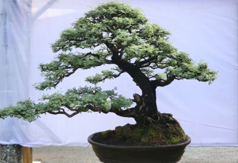 Salah satu bonsai yang di pamerkan dalam kontes 