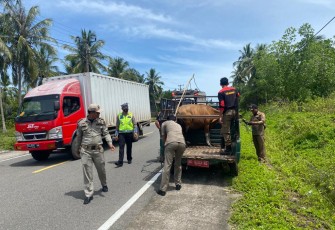 Satlantas Polres MM Bersama Satpol PP saar Gelar Penertiban Hewan Ternak 