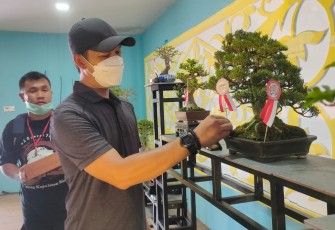 Kontes Bonsai di Bintan