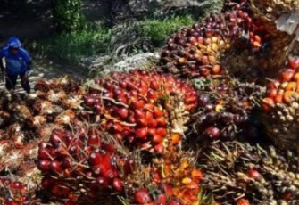 Buah Sawit