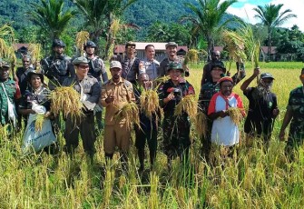 Satgas Pamtas Yonif 126/KC Bantu Warga Panen Padi