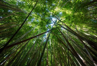 Tanaman Bambu (Foto: pexels.com) 