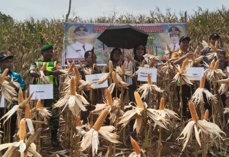 Danramil 1016-05/Rungan saat Hadiri Panen Raya Jagung