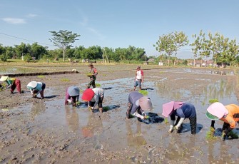 Bintara pembina desa (Babinsa) Koramil 11/Geger, Kodim 0803/Madiun Selatan, Serka Suyud Riyanto melaksanakan pendampingan penanaman padi di areal persawahan milik kelompok tani (Poktan) Sumber Rejeki lV Desa Sumberejo Kec. Geger Kab. Madiun