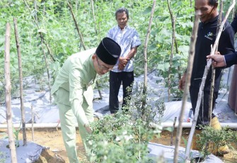 Penjabat (Pj.) Wali Kota Tanjungpinang, Hasan, S.Sos mengunjungi sejumlah lokasi Kelompok Tani dan Kelompok Wanita Tani (KWT) binaan Dinas Pertanian, Pangan dan Perikanan Kota Tanjungpinang, Jumat (3/11).