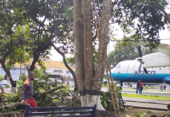 Pemangkasan pohon sukun di Muspusdirla Yogyakarta, Rabu (18/1)