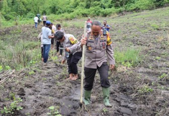 Kapolres Ngada AKBP Padmo Arianto, S.I.K bersama Personil Polres Ngada dan Polsek Soa, Dukung Program Ketahanan Pangan, tanam Sorgum seluas 20 ha, bertempat di Desa Wue, Kecamatan Wolomeze Kabupaten Ngada, Rabu (08/02/2023)