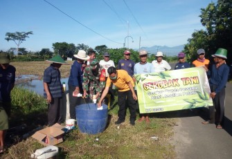 Penyemprotan basmi hama wereng di wilayah desa binaan 