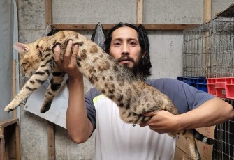 Dian, saat tengah menunjukkan kucing bengal kesayangannya bernama Simba, Minggu (9/4)