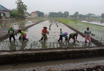 Tanam padi bersama warga binaan