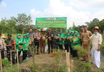 Dandim 1001/HSU-BLG Letkol Inf Dhuwi Hendradjaja saat panen cabai