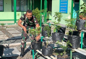 Polybag tanaman cabai manfaatkan lahan terbatas di Makodim, Kamis (28/12)