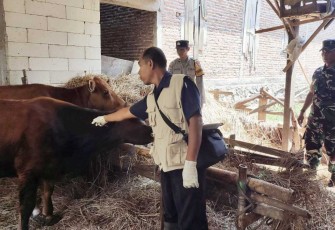 Vaksinasi hewan ternak warga jelang qurban 