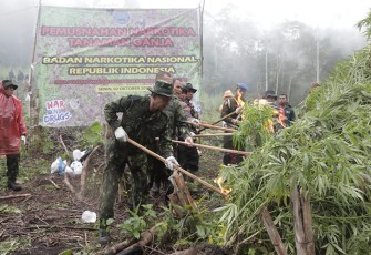 Pasca pemusnahan ganja seluas 1 Hektar pada ketinggian 1.300 MDPL di Desa Pulo, Kecamatan Seulimeum, Kabupaten Aceh Besar, Senin (2/10). 
