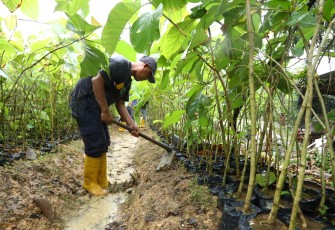 12 Ribu Pohon Jati Emas Akan Kembali Ditanam