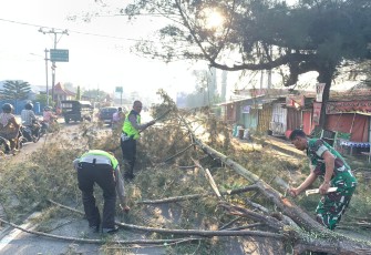 Respon Cepat Satlantas Polres Kepahiang Evakuasi Pohon Tumbang