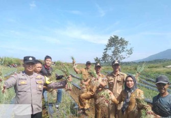 Bhabinkamtibmas saat Hadiri Panen Raya Bawang