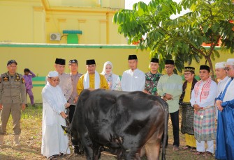 Pj. Wako, Andri saat menyerahkan hewan Qurban kepada panitia pelaksana Qurban di halaman Masjid Raya Sultan Riau Penyengat, berupa satu ekor lembu dari Pemerintah Kota Tanjungpinang
