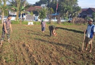 Anggota Kodim 0801/Pacitan Manfaat Lahan Kosong