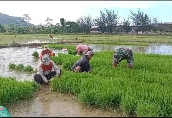 Babinsa Koramil 0801/07 Ngadirojo Bantu Petani Cabut Bibit Padi Siap Tanam
