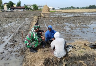 Babinsa Koramil 0805/14 Bringin Kodim Ngawi  Sertu Suyanto bersama anggota Poktan sedang memberikan penyuluhan kepada petani di lapangan, bertempat di persawahan Desa Sumberbening, Kecamatan Bringin, Kabupaten Ngawi, Sabtu (28/12/1/2024)