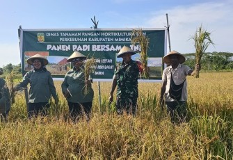 Dandim 1710/Mimika Hadiri Panen Padi Bersama Distan Kab Mimika