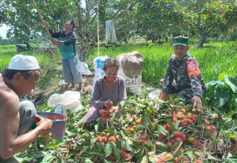Serda Budiono Babinsa Koramil 1002-06/Barabai sambangi warga dan bantu panen Rambutan di desa Babai Kec.Barabai Kab.Hulu Sungai Tengah, Minggu (24/02/204)
