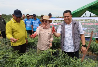 Bersama Kelompok Tani Sekda Bintan Panen Cabai