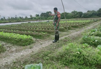 Babinsa Koramil 1710-02/Timika Sertu Wali Terus Motivasi Petani di Wilayah Binaan
