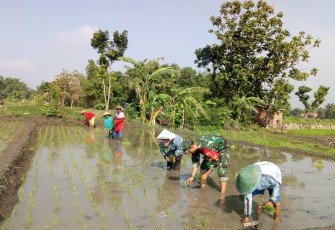 Babinsa saat Dampingi Petani Tanam Padi