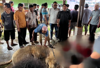 penyembelihan Sapi Qurban dari Bapak Wakapolri ini berjenis simental diserahkan kepada Badan Kesejahteraan Masjid (BKM) Mesjid Al- Iklas Kelurahan Losung Batu, Kecamatan Padangsidimpuan Utara, Kota Padangsdimpuan melalui Yayasan Insan Cita Indonesia dengan bobot hampir 600 kg.