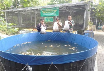 Penaburan benih ikan lele di lahan Makodim 0801/Pacitan