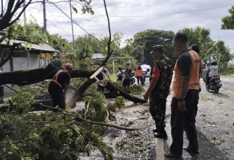 Evakuasi pohon tumbang di jalan desa Watualang, Jum'at (19/1)